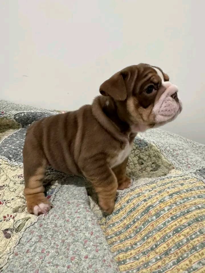 kjhd
